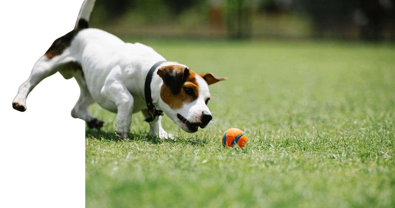 A dog chasing a ball across a smooth, level lawn